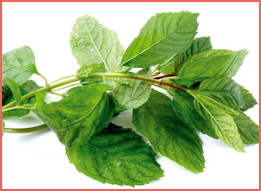 LA_cuisine_menta